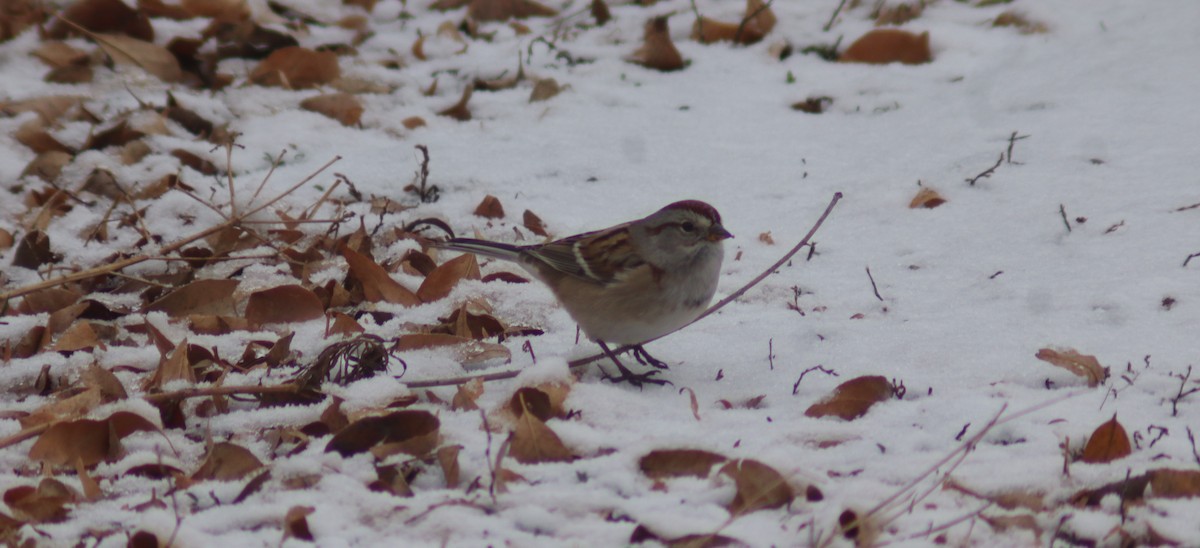 American Tree Sparrow - ML646360624