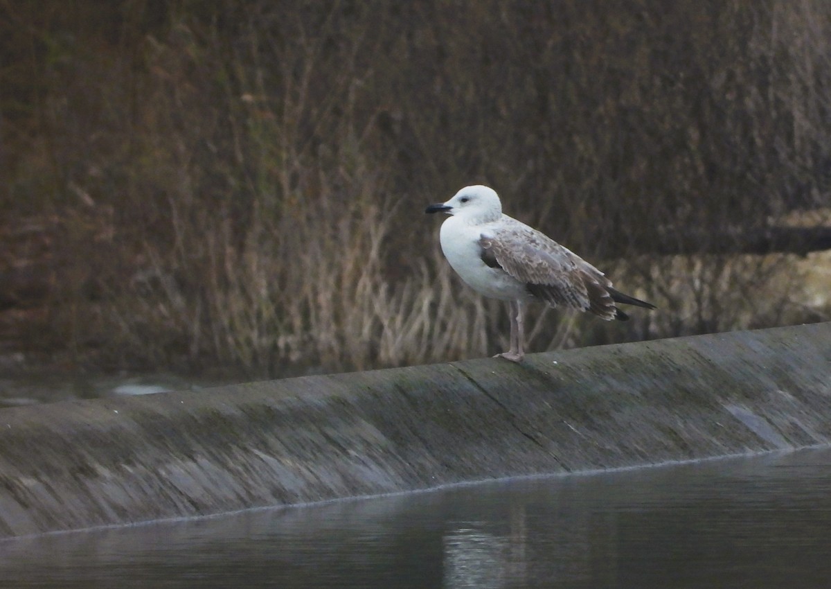 Caspian Gull - ML646360630