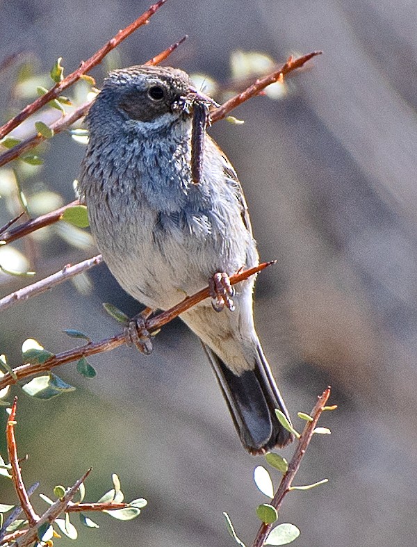 Mourning Sierra Finch - ML646360636