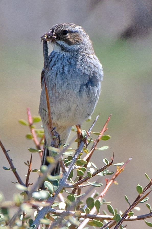 Mourning Sierra Finch - ML646360637