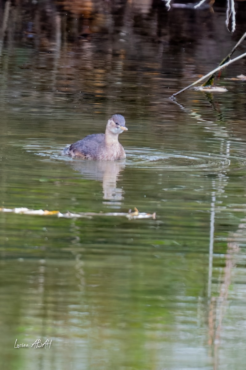 Little Grebe - ML646360640
