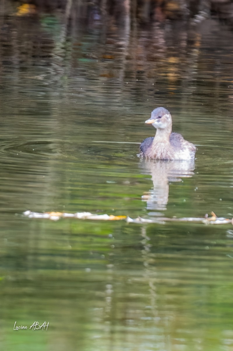 Little Grebe - ML646360641