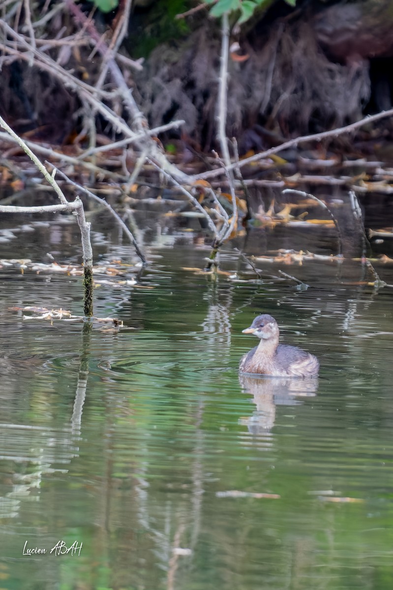 Little Grebe - ML646360642