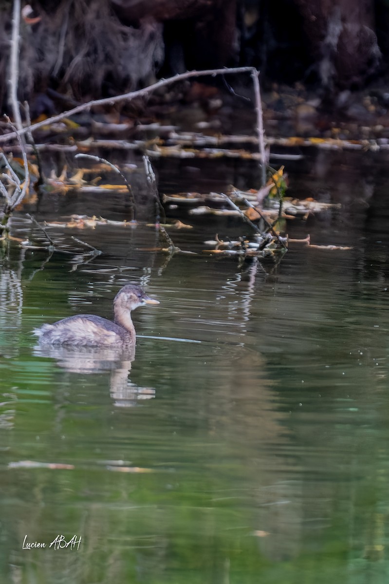 Little Grebe - ML646360643