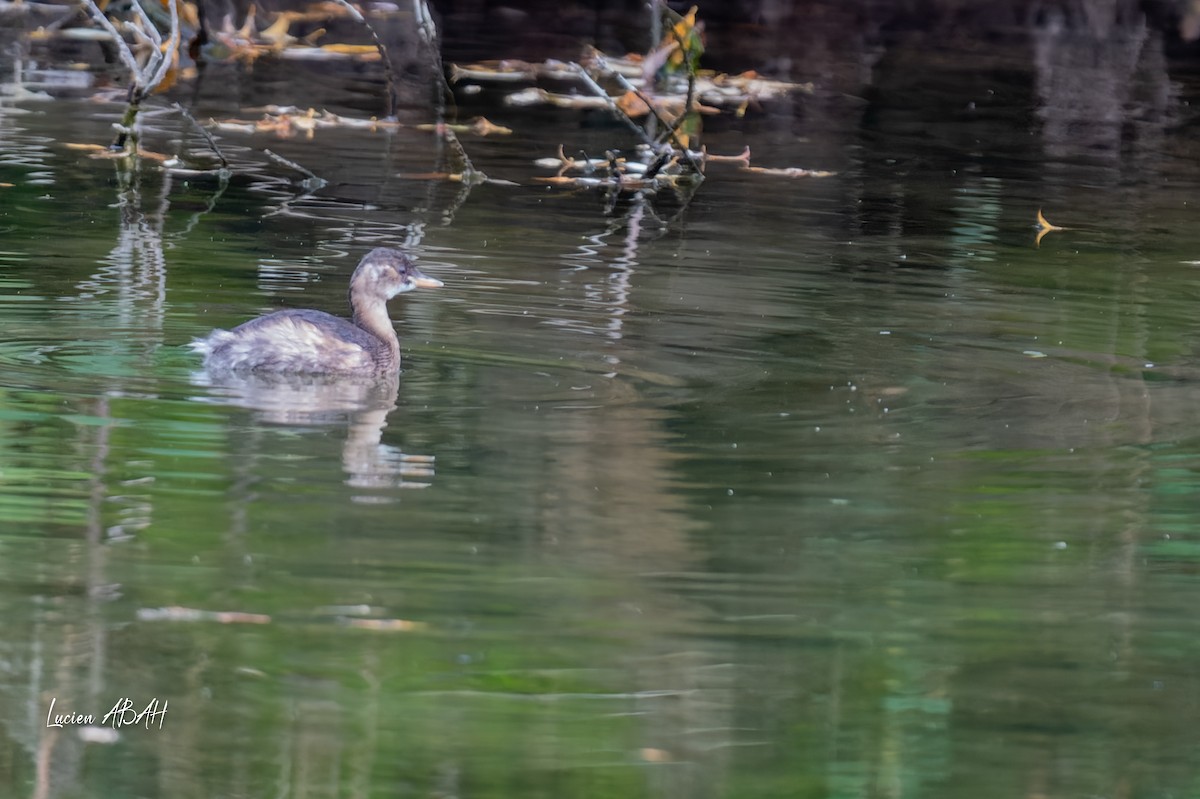 Little Grebe - ML646360644
