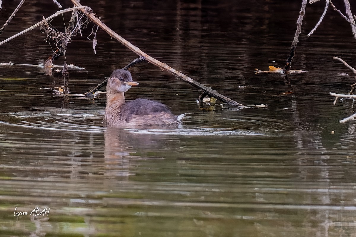 Little Grebe - ML646360645