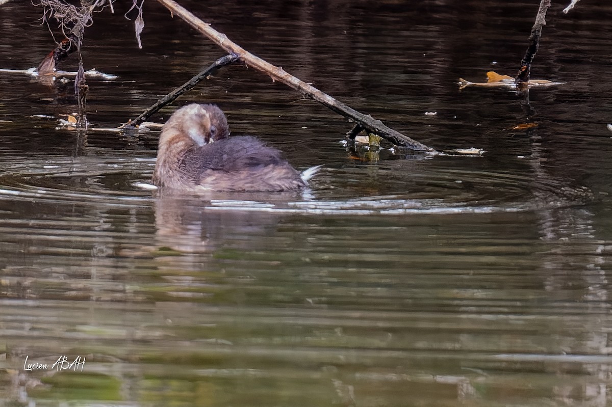 Little Grebe - ML646360646