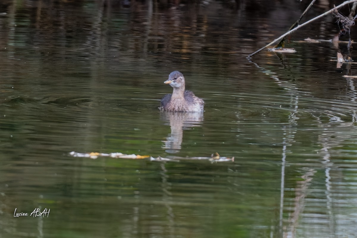 Little Grebe - ML646360647
