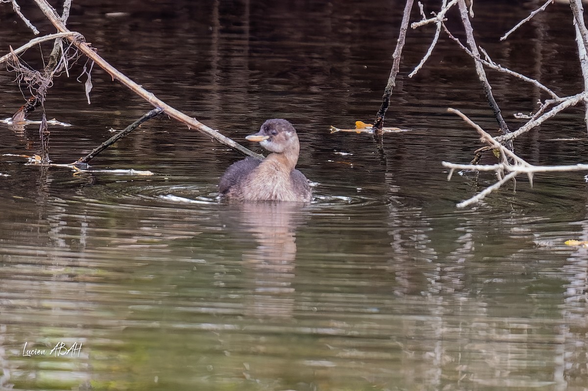 Little Grebe - ML646360648