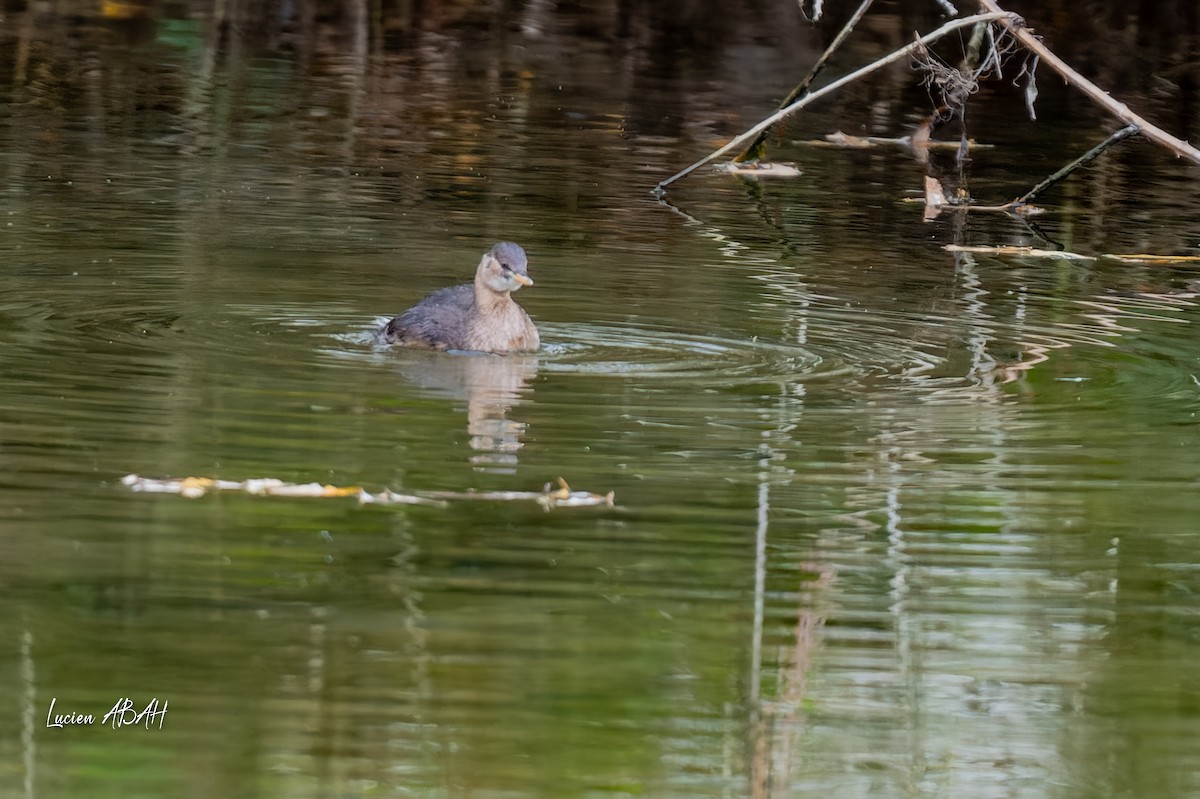 Little Grebe - ML646360649