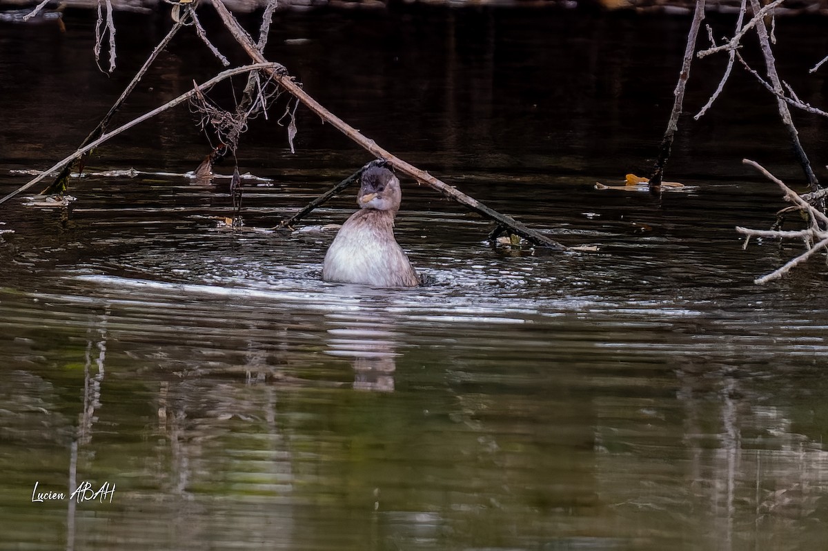 Little Grebe - ML646360650