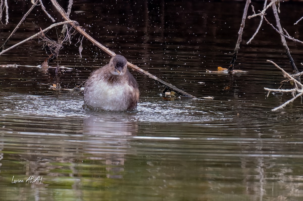 Little Grebe - ML646360651