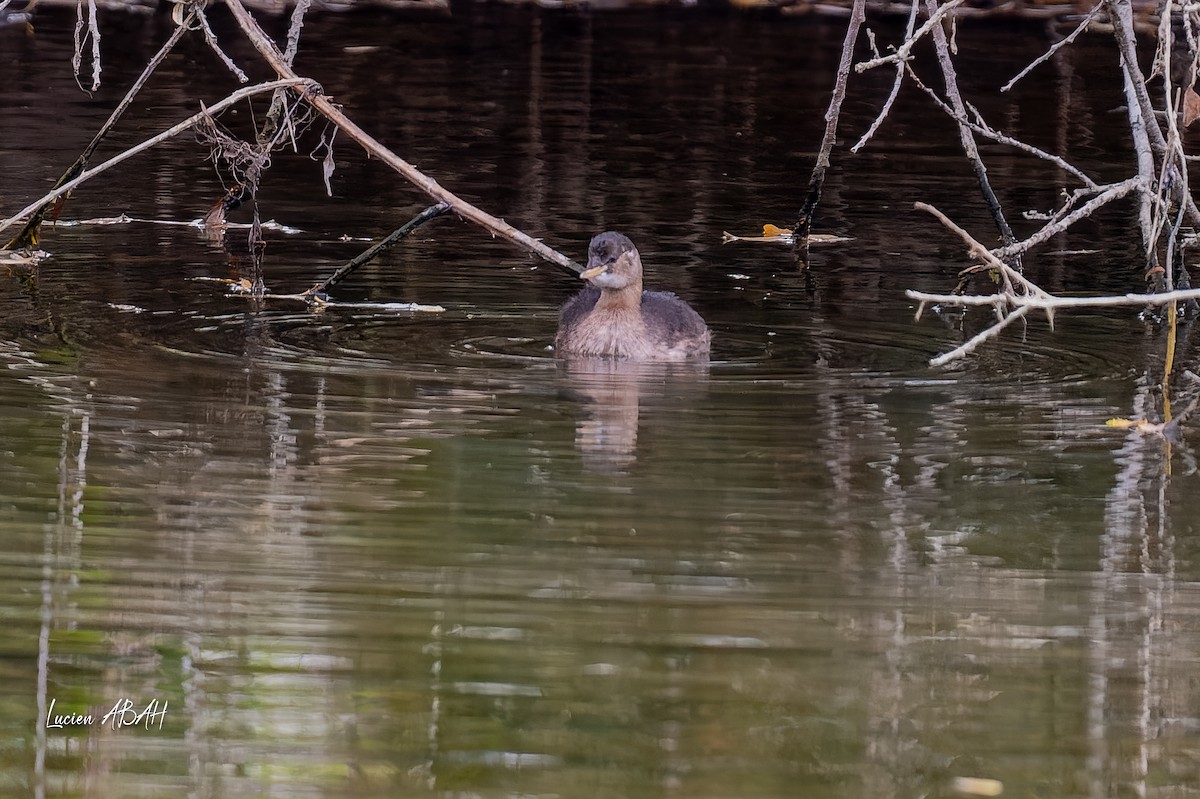 Little Grebe - ML646360652