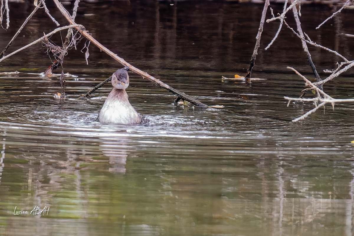 Little Grebe - ML646360653