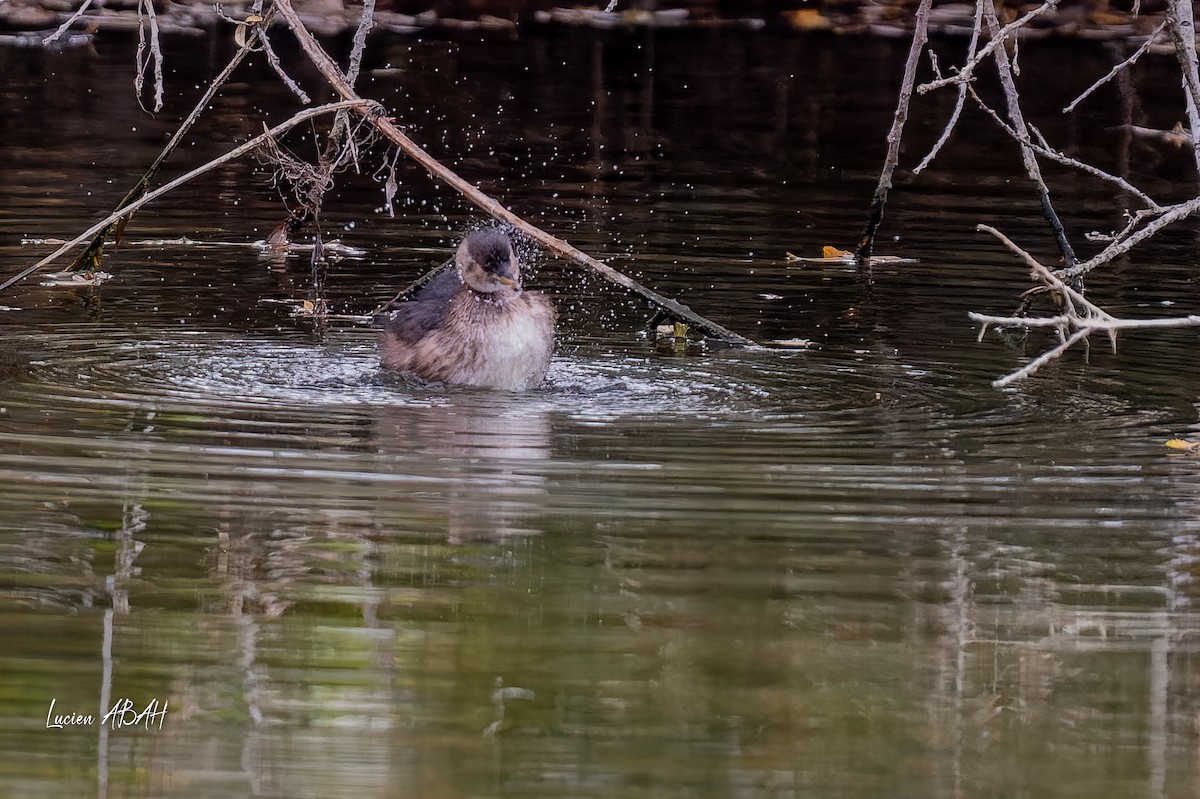 Little Grebe - ML646360654