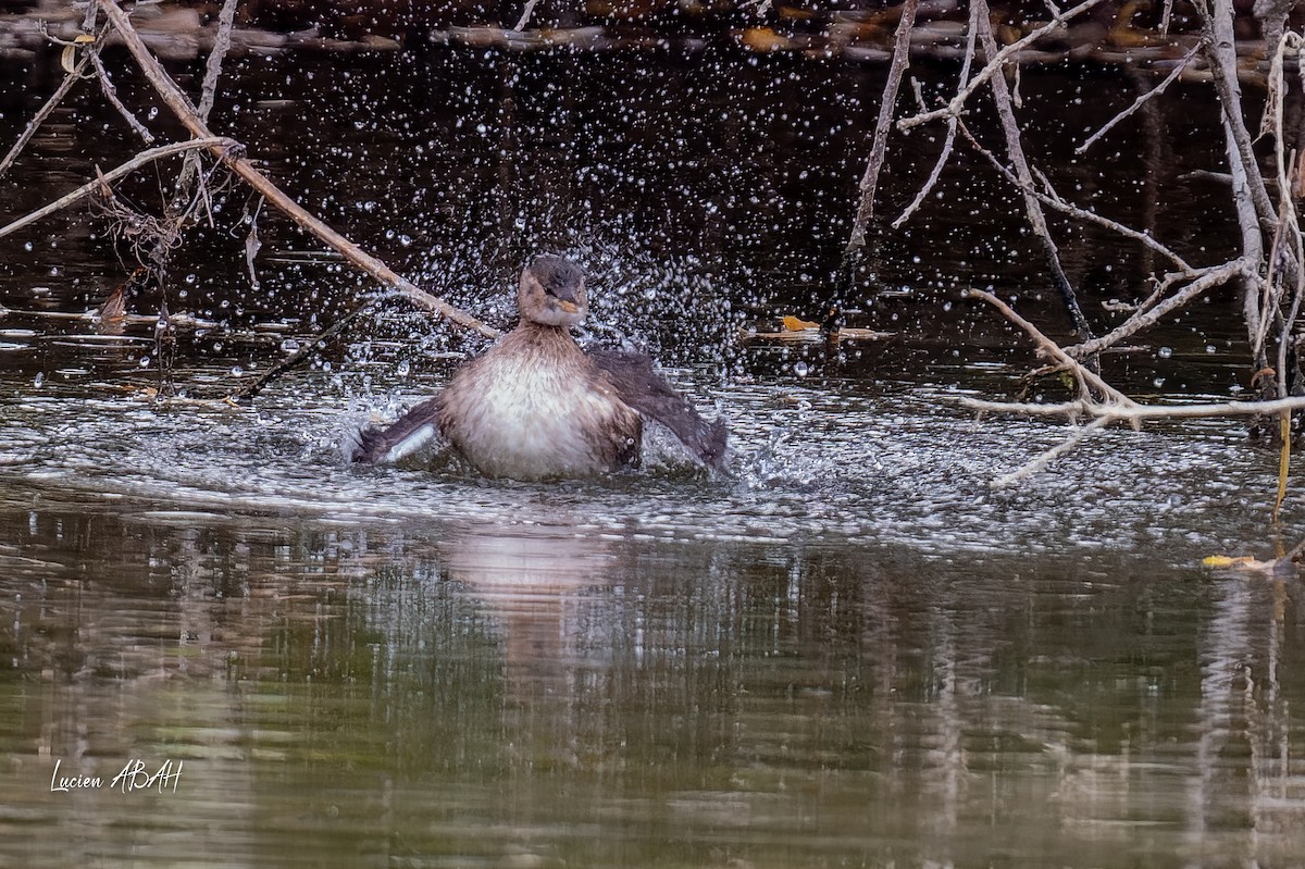 Little Grebe - ML646360655