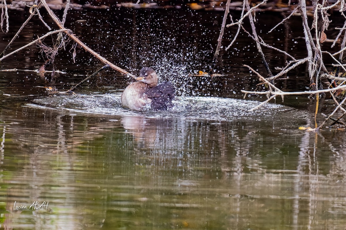 Little Grebe - ML646360656