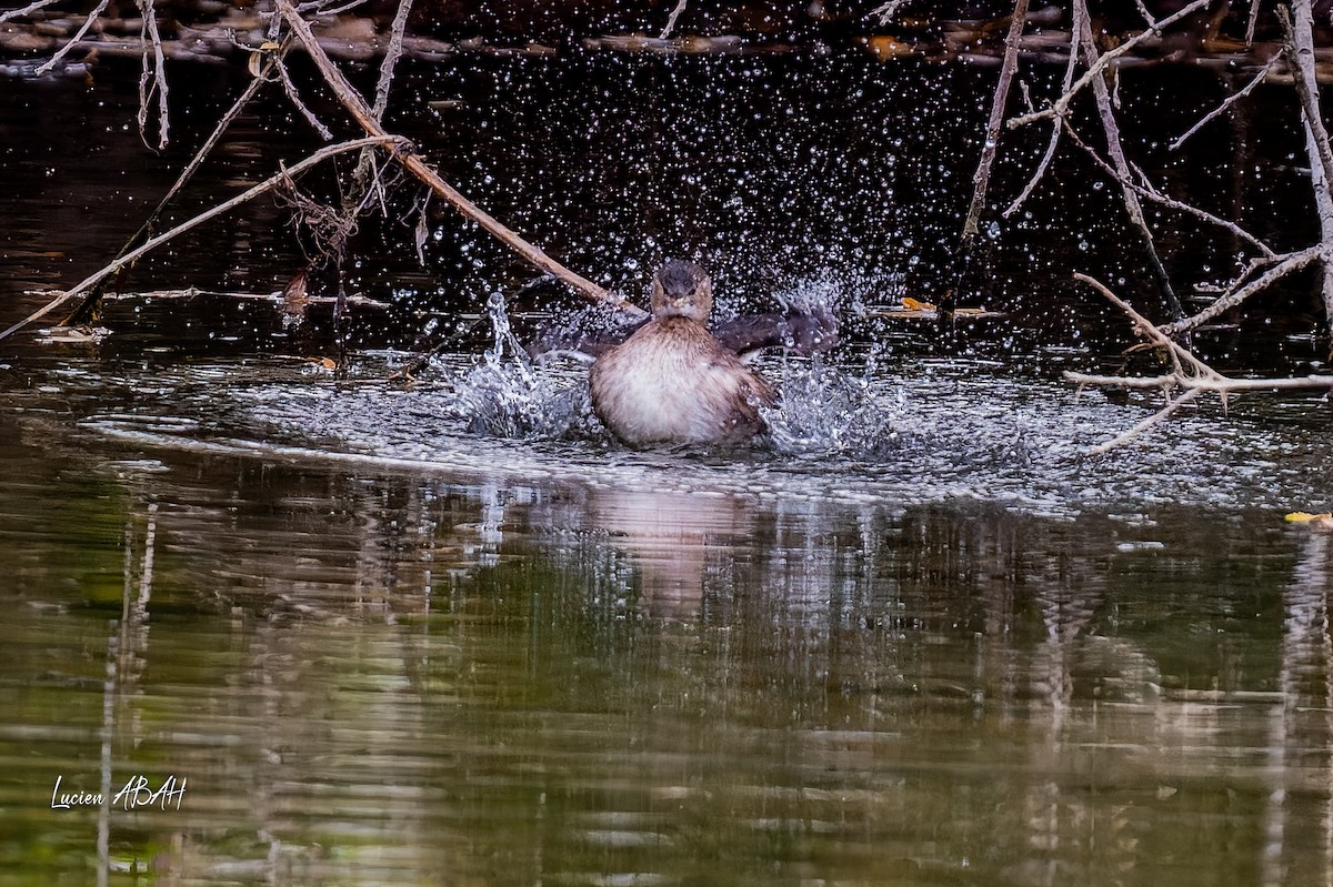 Little Grebe - ML646360657