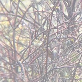 Yellow-browed Warbler - ML646360660