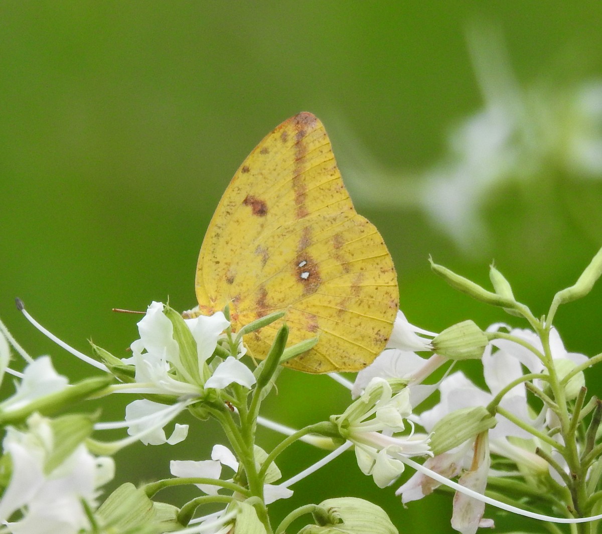 Large Orange Sulphur - ML646360661