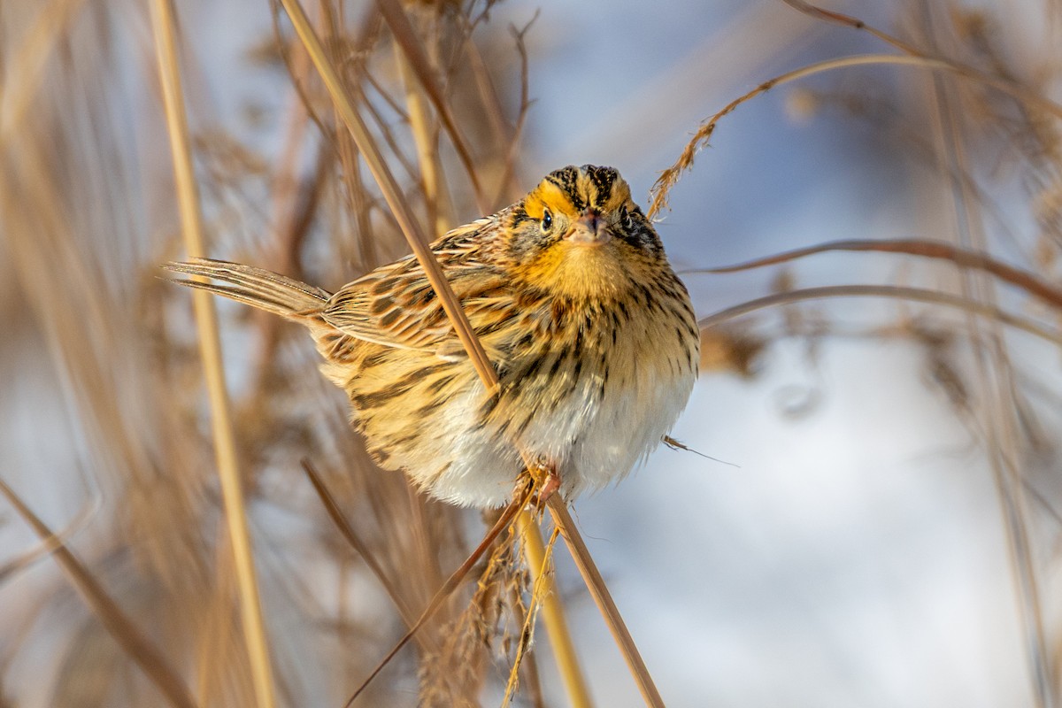 LeConte's Sparrow - ML646360662