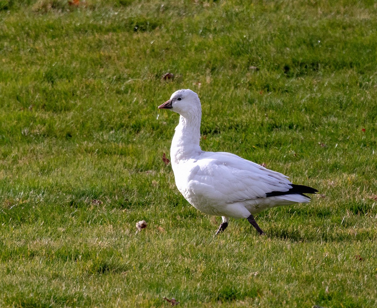 Ross's Goose - ML646360669
