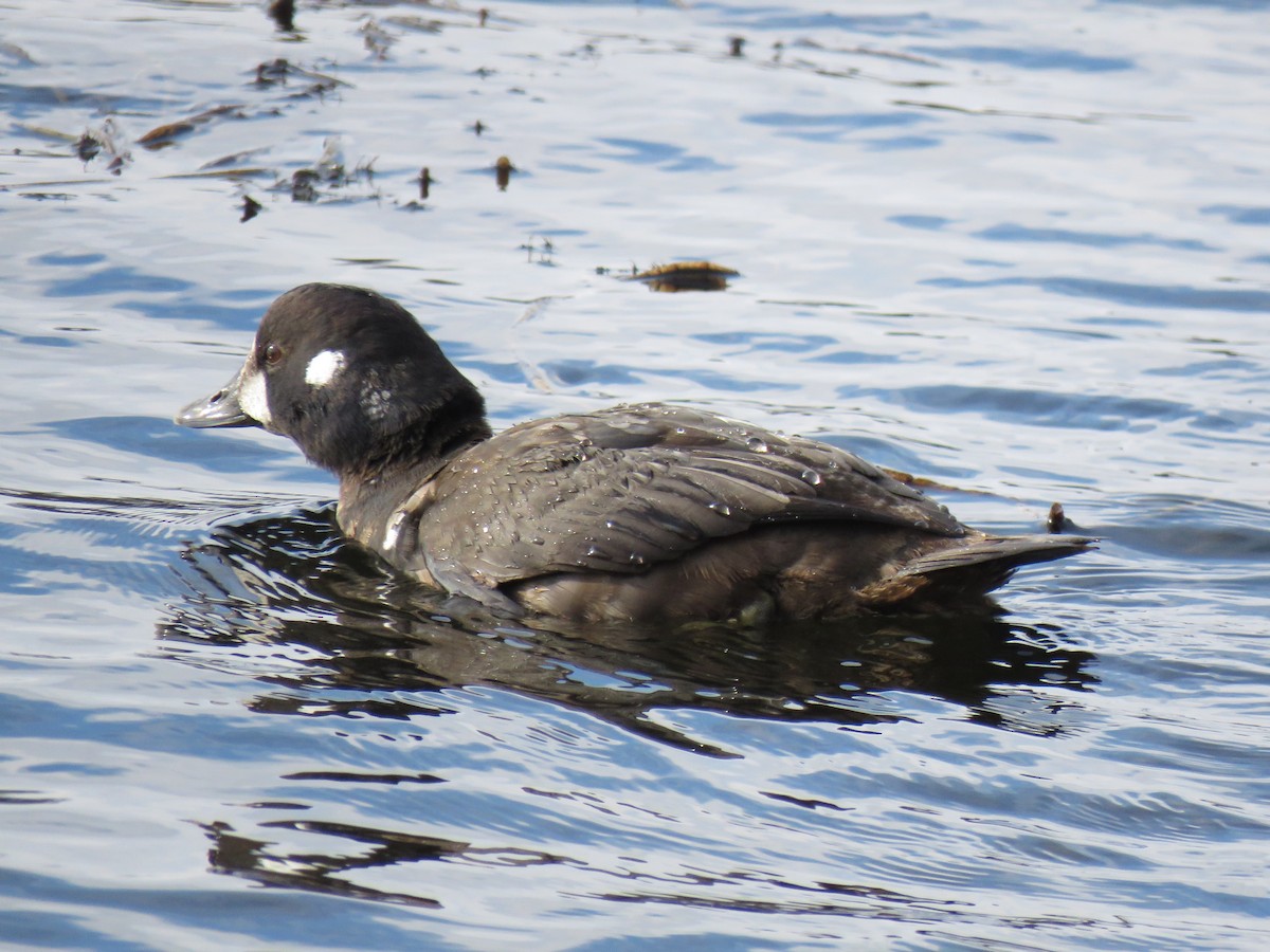 Palyaço Ördeği - ML646360670