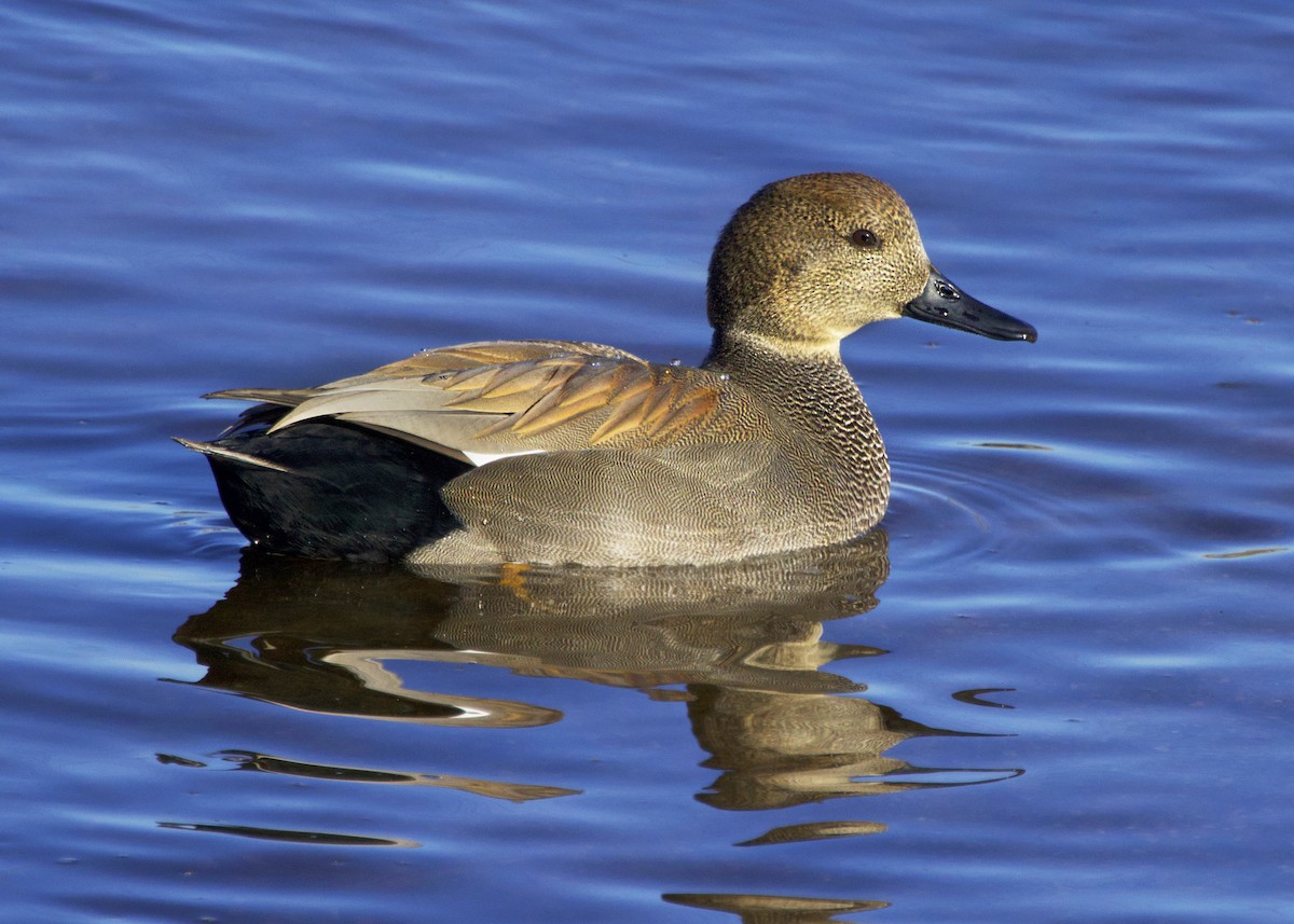 オカヨシガモ - ML646360671