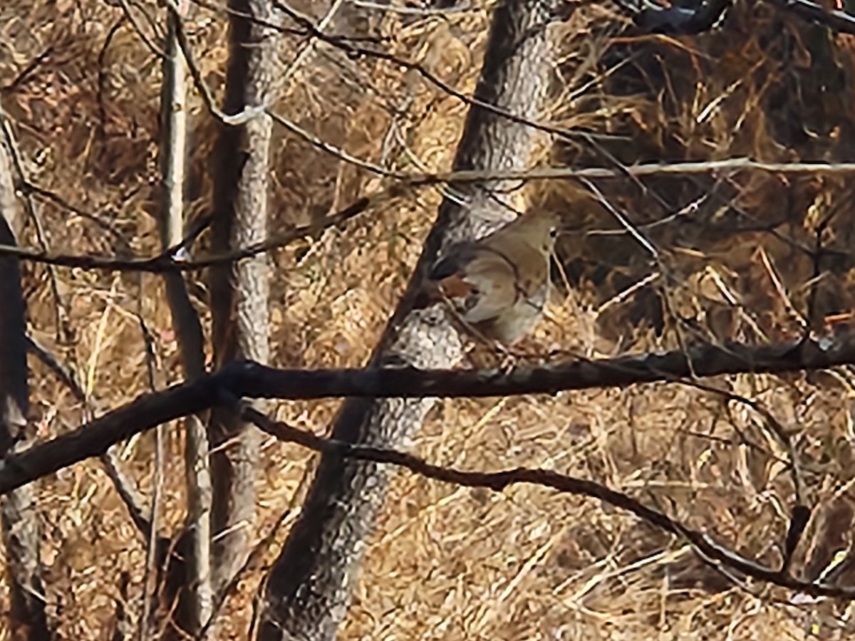 Tordo di Pallas - ML646360672