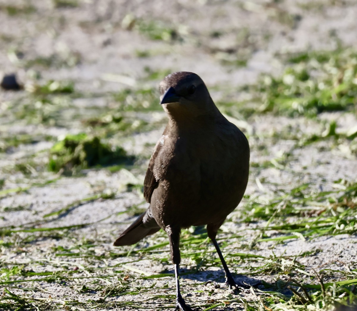 Purpurstärling - ML646360676