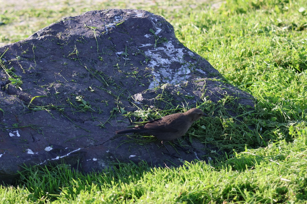 Purpurstärling - ML646360677