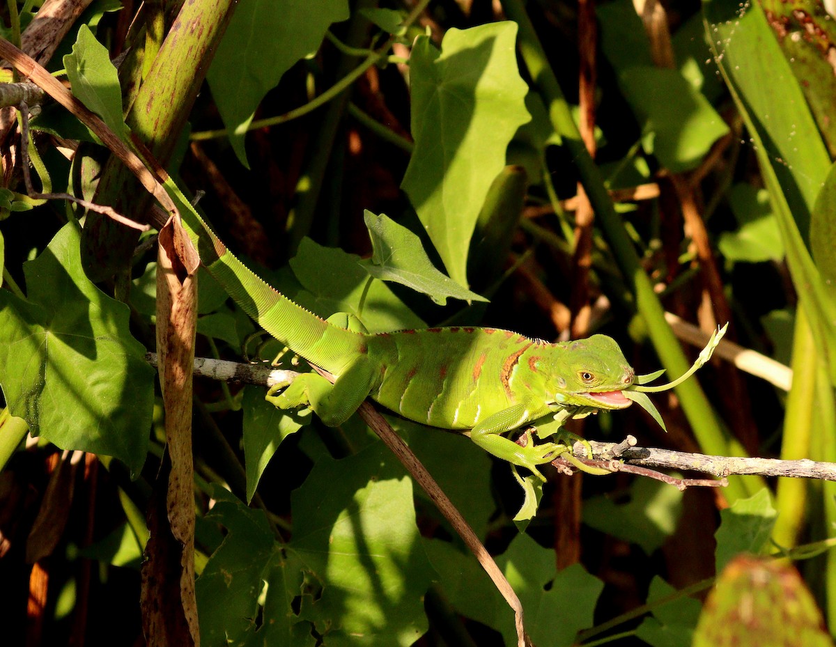 Typical Iguanas - ML646360678