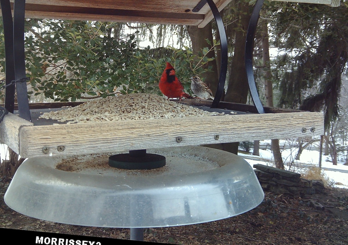 Northern Cardinal - ML646360681