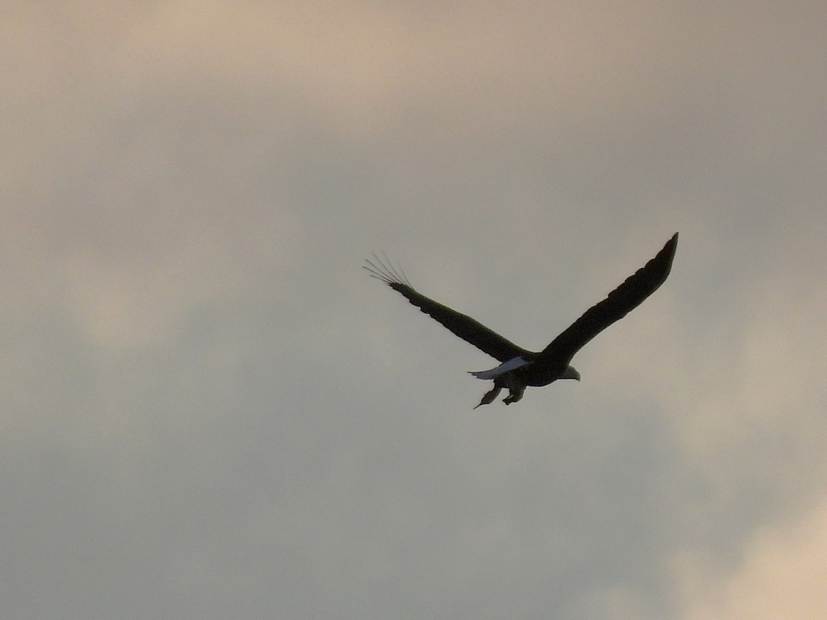 Bald Eagle - ML646360682