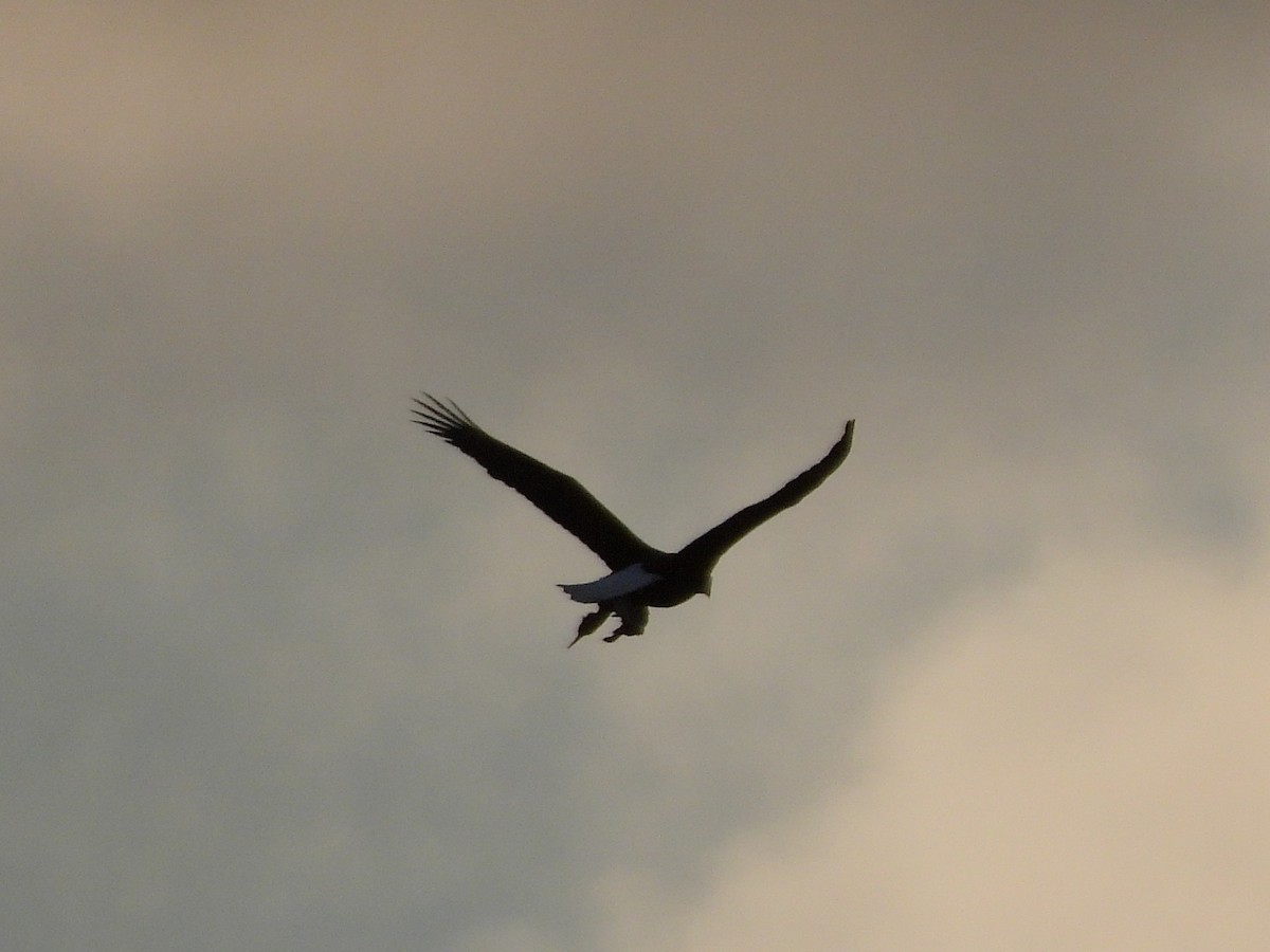 Bald Eagle - ML646360683