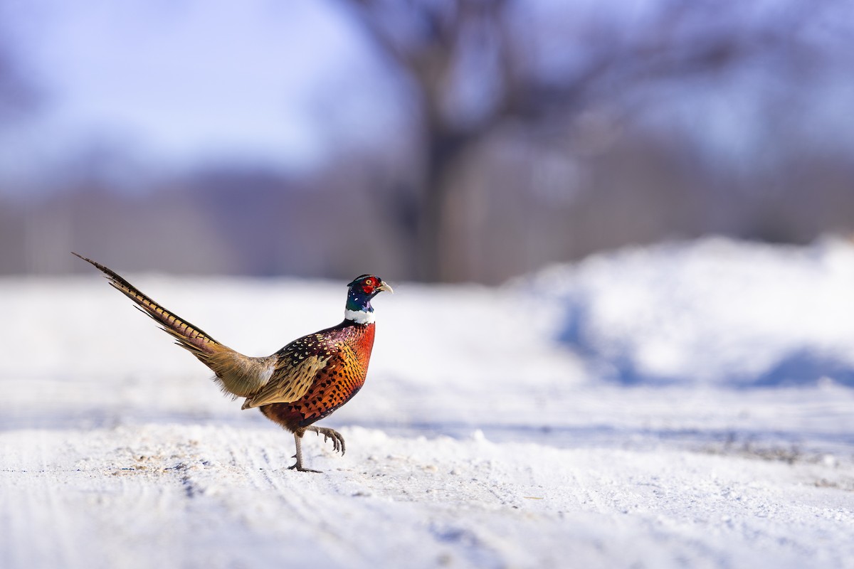 Ring-necked Pheasant - ML646360685