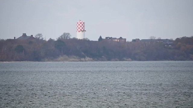 Northern Gannet - ML646360688