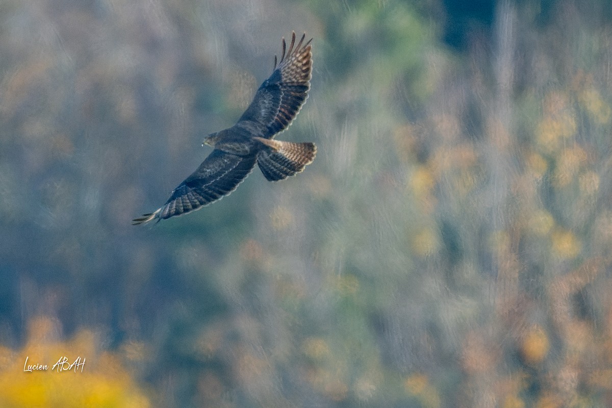 ヨーロッパノスリ - ML646360690