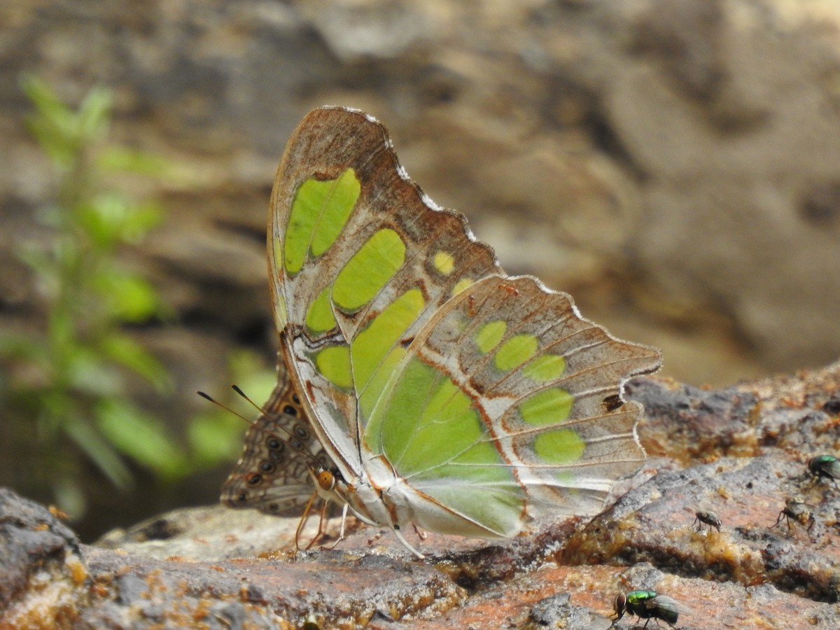 Malachite - ML646360691