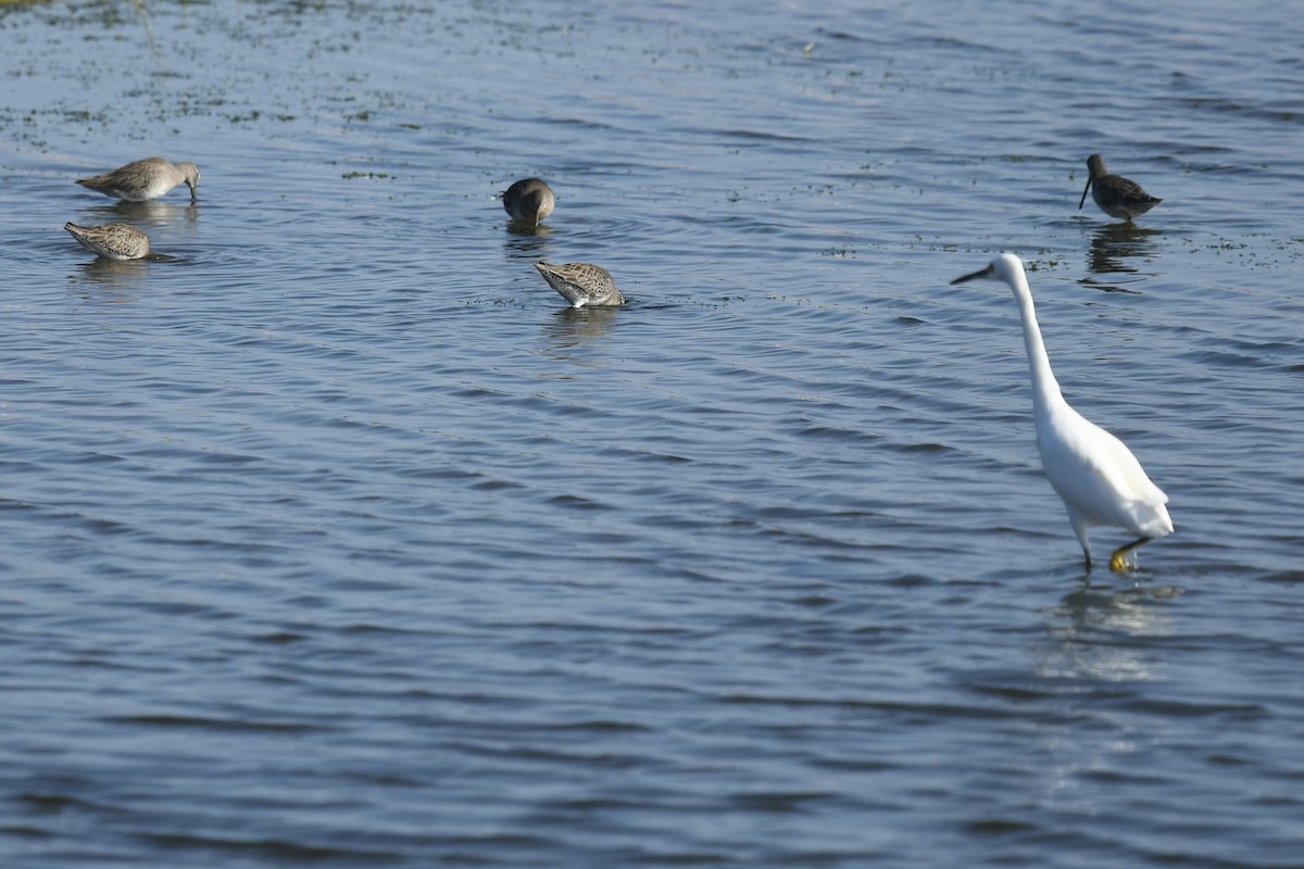 Karbeyaz Balıkçıl - ML646360692