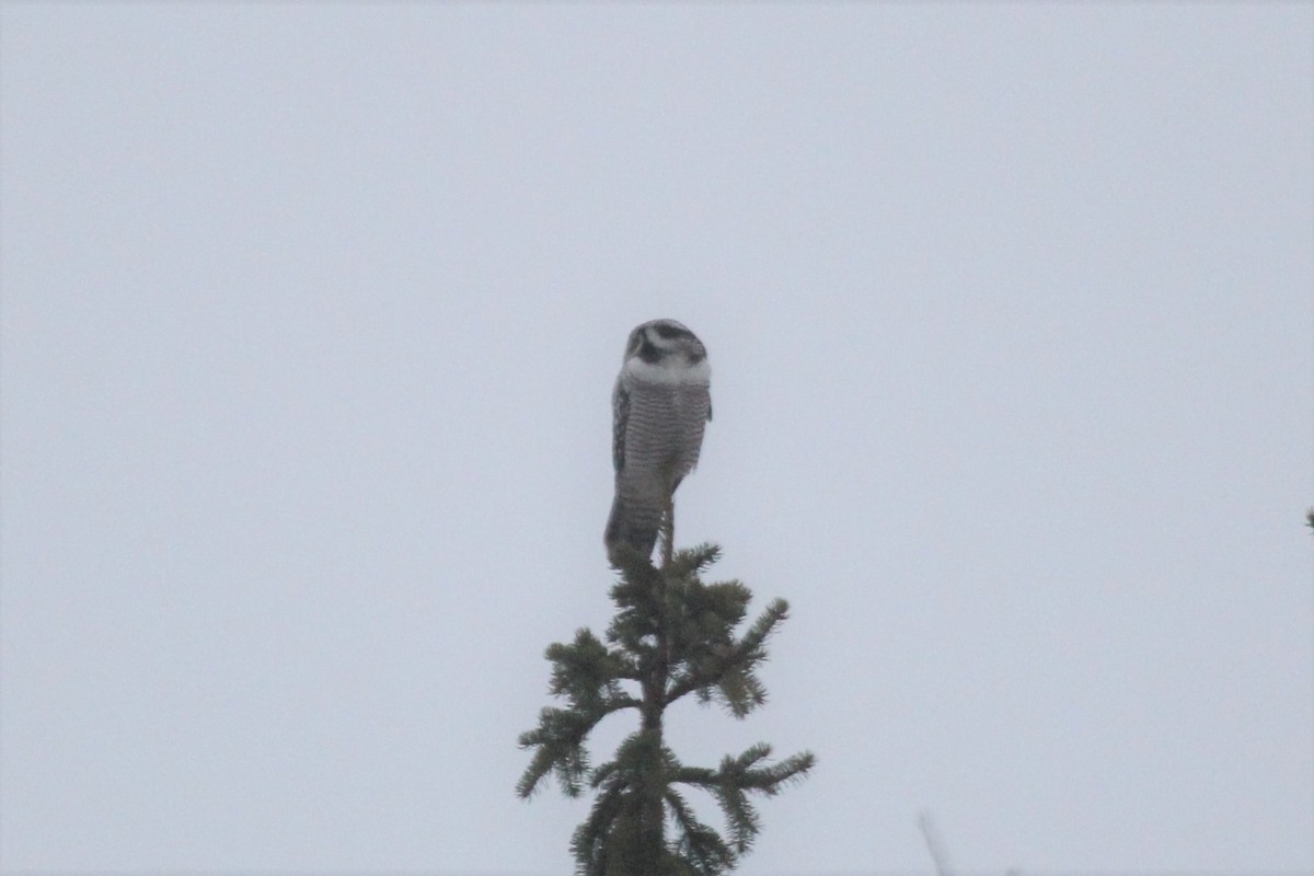 Northern Hawk Owl - ML646360697