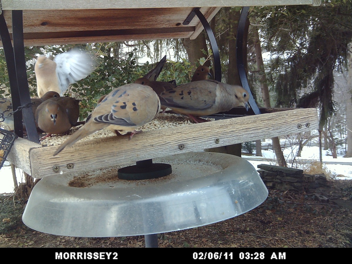 Mourning Dove - ML646360703