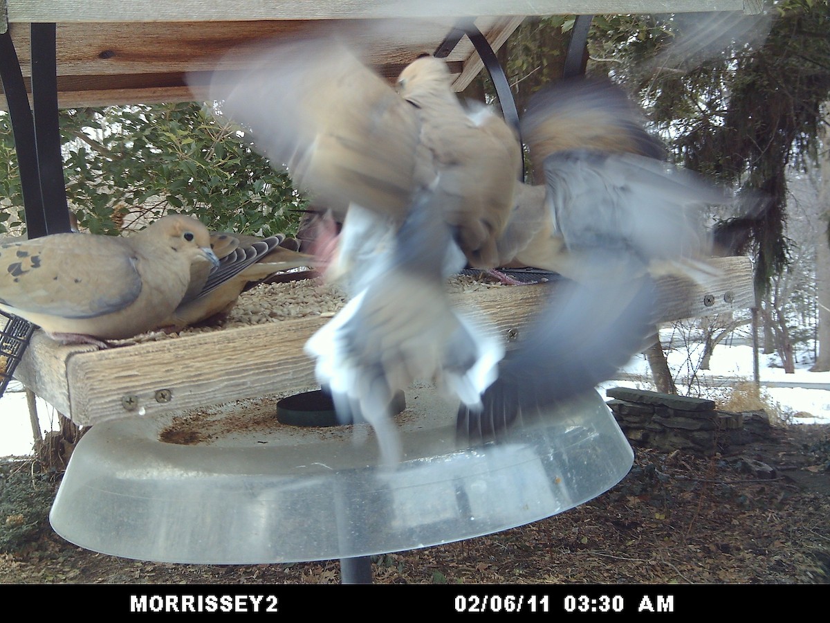 Mourning Dove - ML646360704