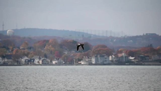 Northern Gannet - ML646360705