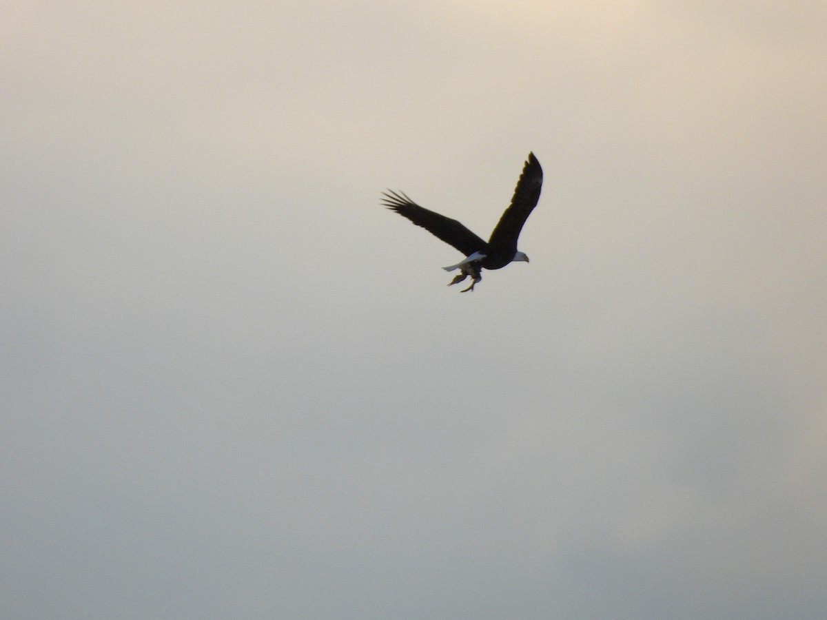 Bald Eagle - ML646360706