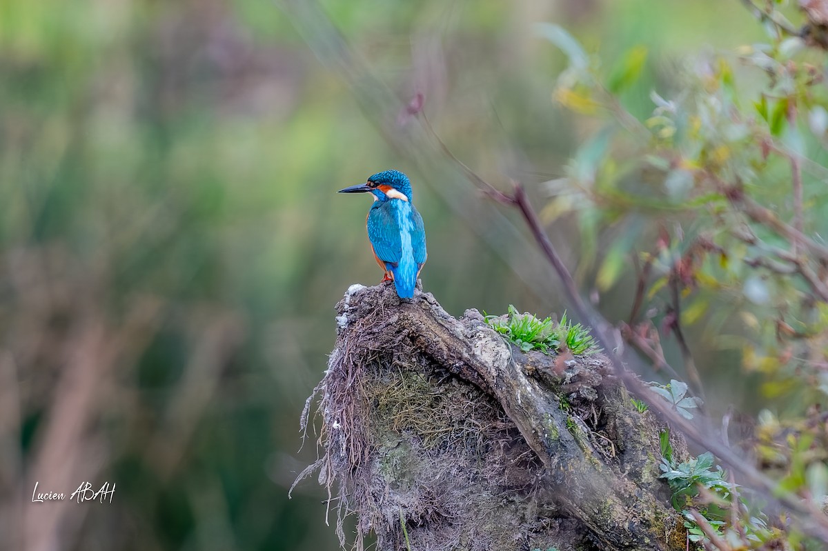 カワセミ - ML646360707