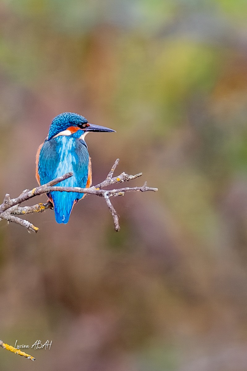 カワセミ - ML646360708