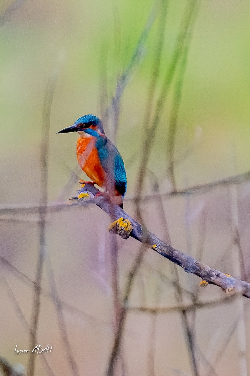 カワセミ - ML646360709