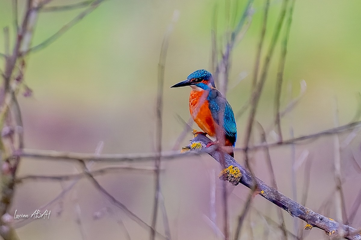 カワセミ - ML646360710