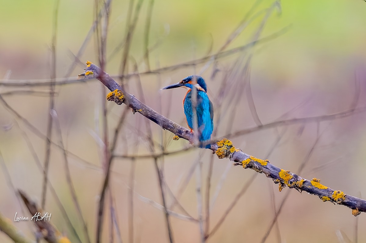 カワセミ - ML646360711